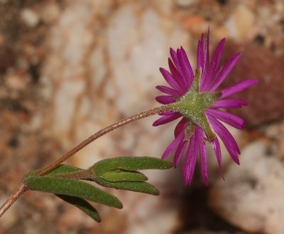 Drosanthemum gracillimum, photographed by Brian du Preez