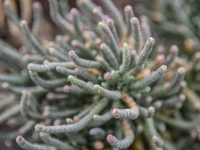 Tecticornia pergranulata, photographed by Terra Occ