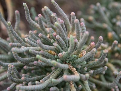 Tecticornia pergranulata, photographed by Terra Occ