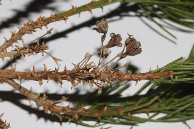 Psoralea brilliantissima, photographed by Brian du Preez