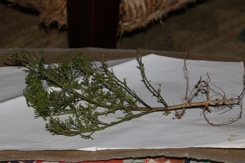 Psoralea muirii, photographed by Brian du Preez