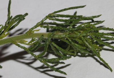 Psoralea muirii, photographed by Brian du Preez