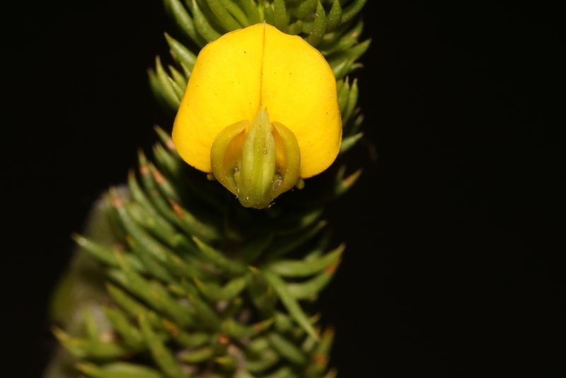 Aspalathus arenaria, photographed by Brian du Preez
