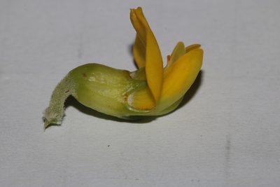 Aspalathus arenaria, photographed by Brian du Preez