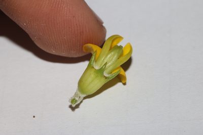 Aspalathus arenaria, photographed by Brian du Preez