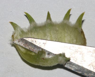 Aspalathus arenaria, photographed by Brian du Preez