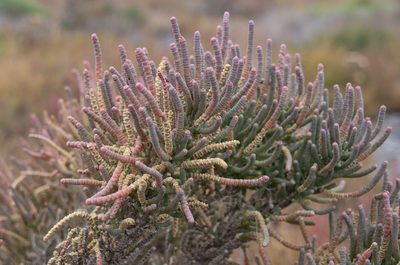Tecticornia pergranulata, photographed by Terra Occ