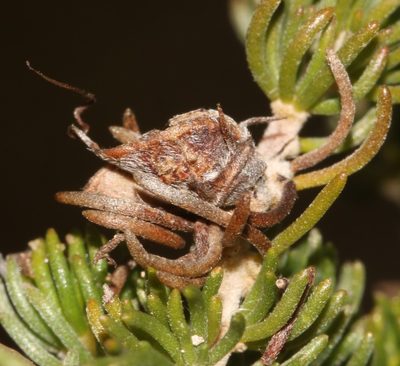 Aspalathus calcarea, photographed by Brian du Preez