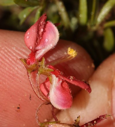 Indigofera stricta, photographed by Brian du Preez