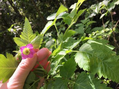 Rubus hawaiensis, photographed by Yj
