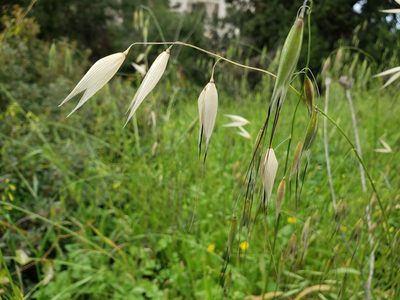 Avena sterilis, photographed by Dan Killam