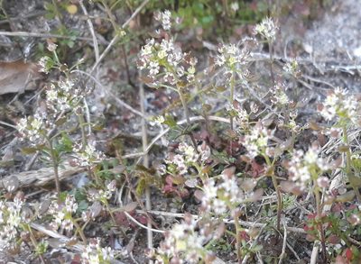 Hornungia petraea, photographed by Robert H. Wardell