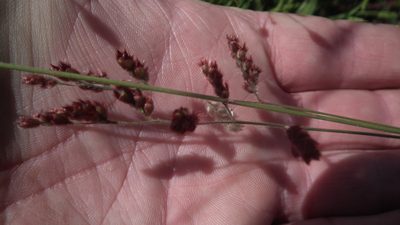 Urochloa serrata, photographed by Shaun Swanepoel