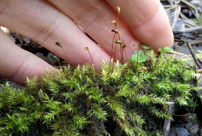 Leptodictyum riparium, photographed by George Greiff