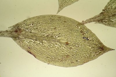 Epipterygium tozeri, photographed by George Greiff