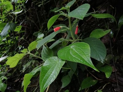 Kohleria hirsuta, photographed by Laura Rodríguez