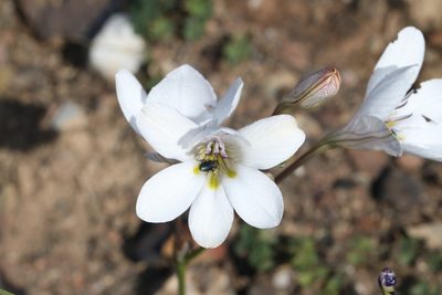 Tritonia pallida, photographed by Brian du Preez