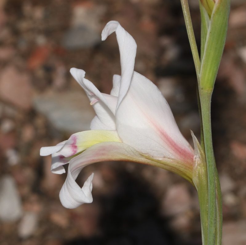 Gladiolus involutus, photographed by Brian du Preez