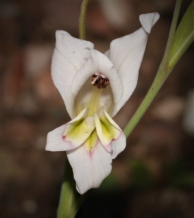 Gladiolus involutus, photographed by Brian du Preez