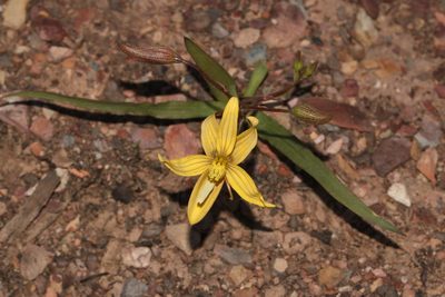 Cyanella lutea, photographed by Brian du Preez