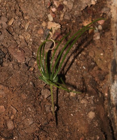 Eriospermum flabellatum, photographed by Brian du Preez