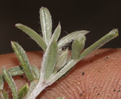 Lotononis pungens, photographed by Brian du Preez