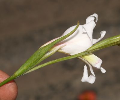 Gladiolus involutus, photographed by Brian du Preez
