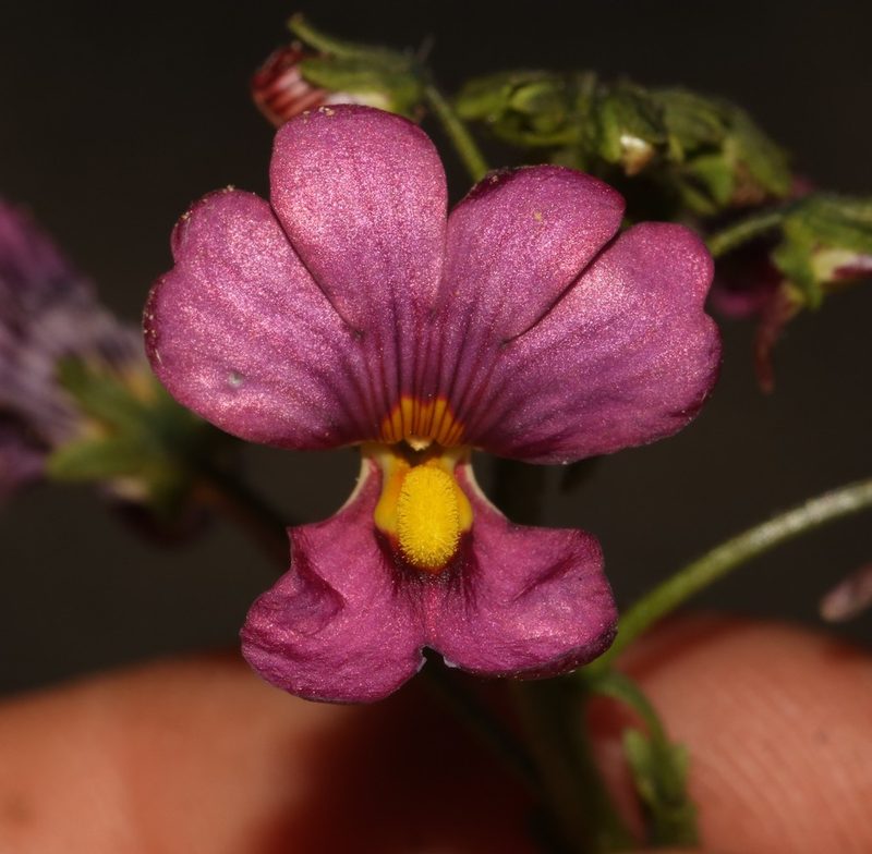Nemesia pageae, photographed by Brian du Preez