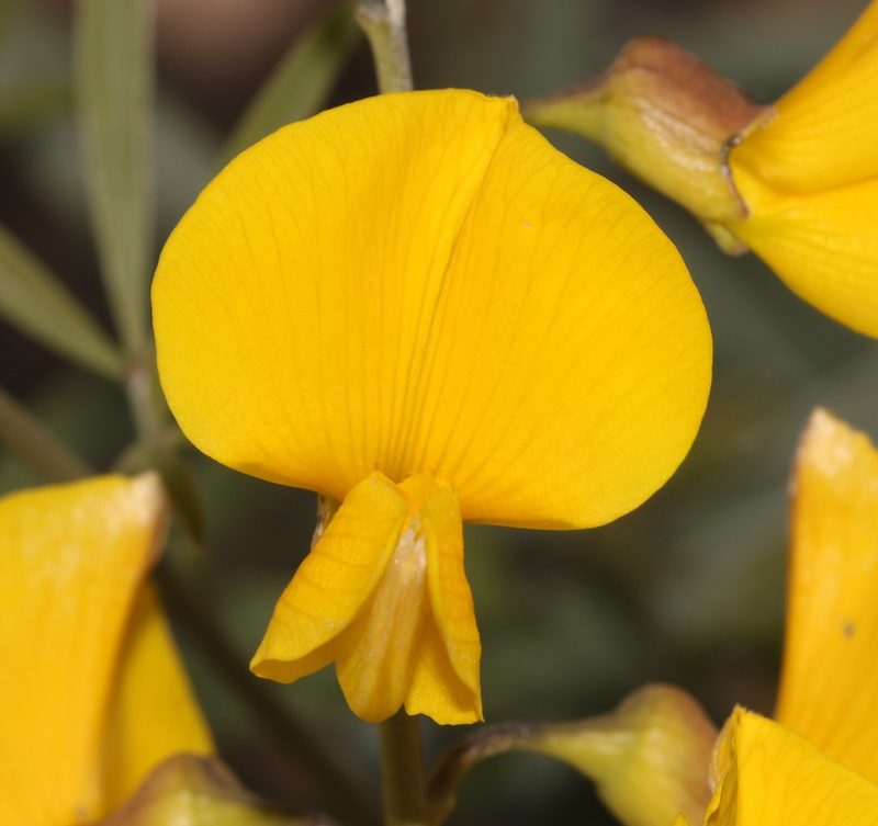 Calobota cytisoides, photographed by Brian du Preez