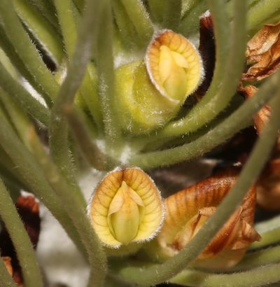 Aspalathus longifolia, photographed by Brian du Preez
