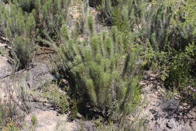 Aspalathus longifolia, photographed by Brian du Preez