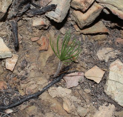 Eriospermum flabellatum, photographed by Brian du Preez