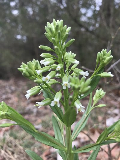 Borodinia missouriensis, photographed by Miranda Kohout