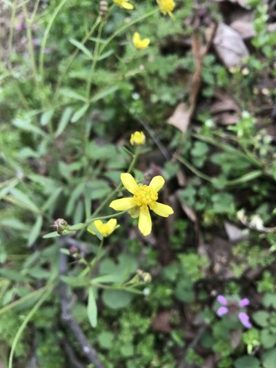 Ranunculus harveyi, photographed by Miranda Kohout