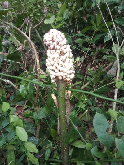 Anchomanes difformis, photographed by Sunday Berlioz KAKPO