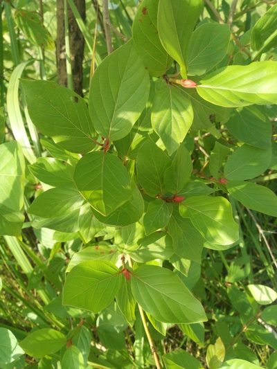 Mitragyna inermis, photographed by Sunday Berlioz KAKPO