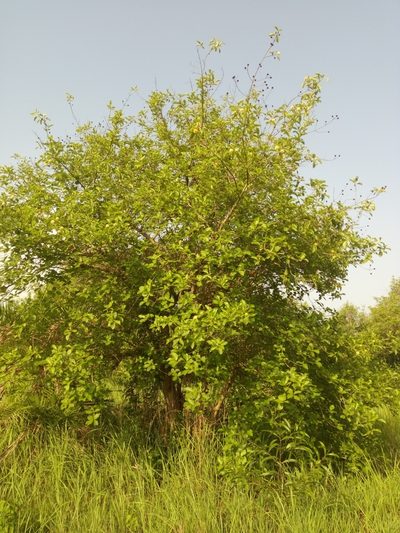 Mitragyna inermis, photographed by Sunday Berlioz KAKPO