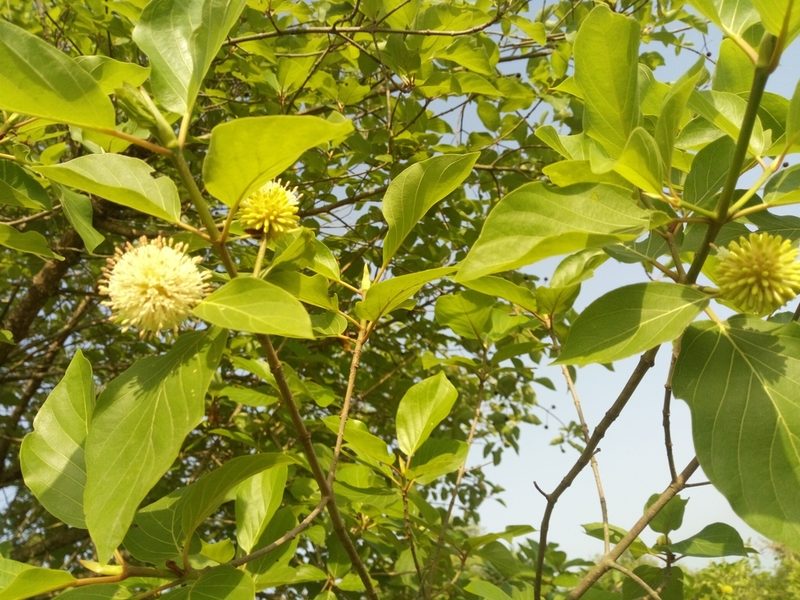 Mitragyna inermis, photographed by Sunday Berlioz KAKPO