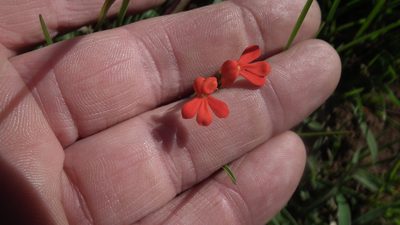 Striga elegans, photographed by Shaun Swanepoel
