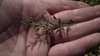Eragrostis racemosa, photographed by Shaun Swanepoel