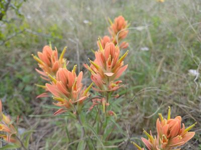 Castilleja lindheimeri, photographed by Cleveland Powell