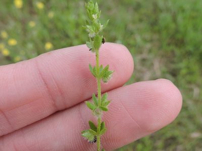 Galium virgatum, photographed by Sam Kieschnick