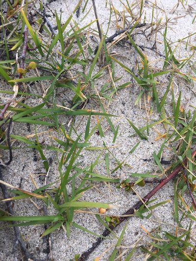 Zoysia pauciflora, photographed by Tim Park
