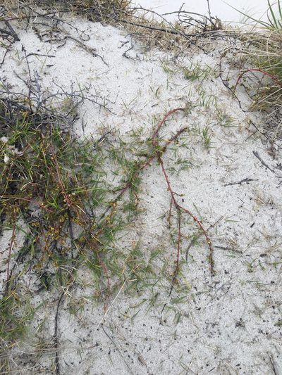Zoysia pauciflora, photographed by Tim Park