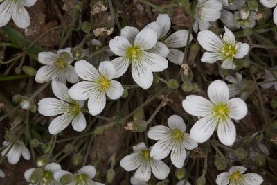 Cherleria laricifolia, photographed by Drepanostoma
