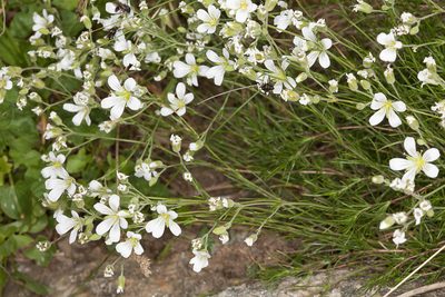 Cherleria laricifolia, photographed by Drepanostoma