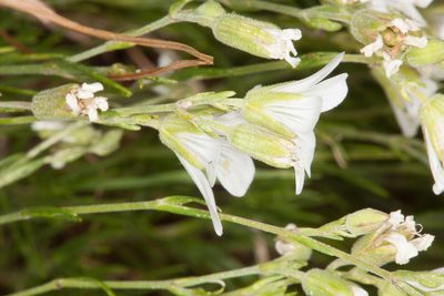 Cherleria laricifolia, photographed by Drepanostoma