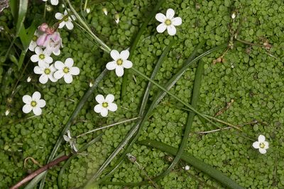 Arenaria balearica, photographed by Drepanostoma