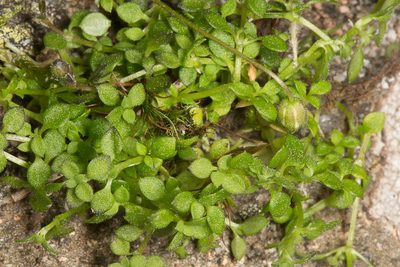 Arenaria balearica, photographed by Drepanostoma
