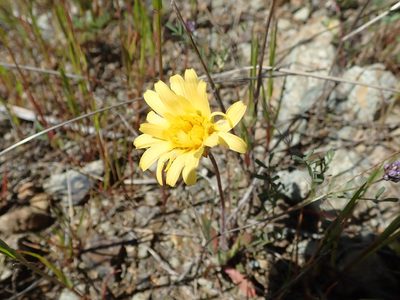 Agoseris heterophylla, photographed by joergmlpts